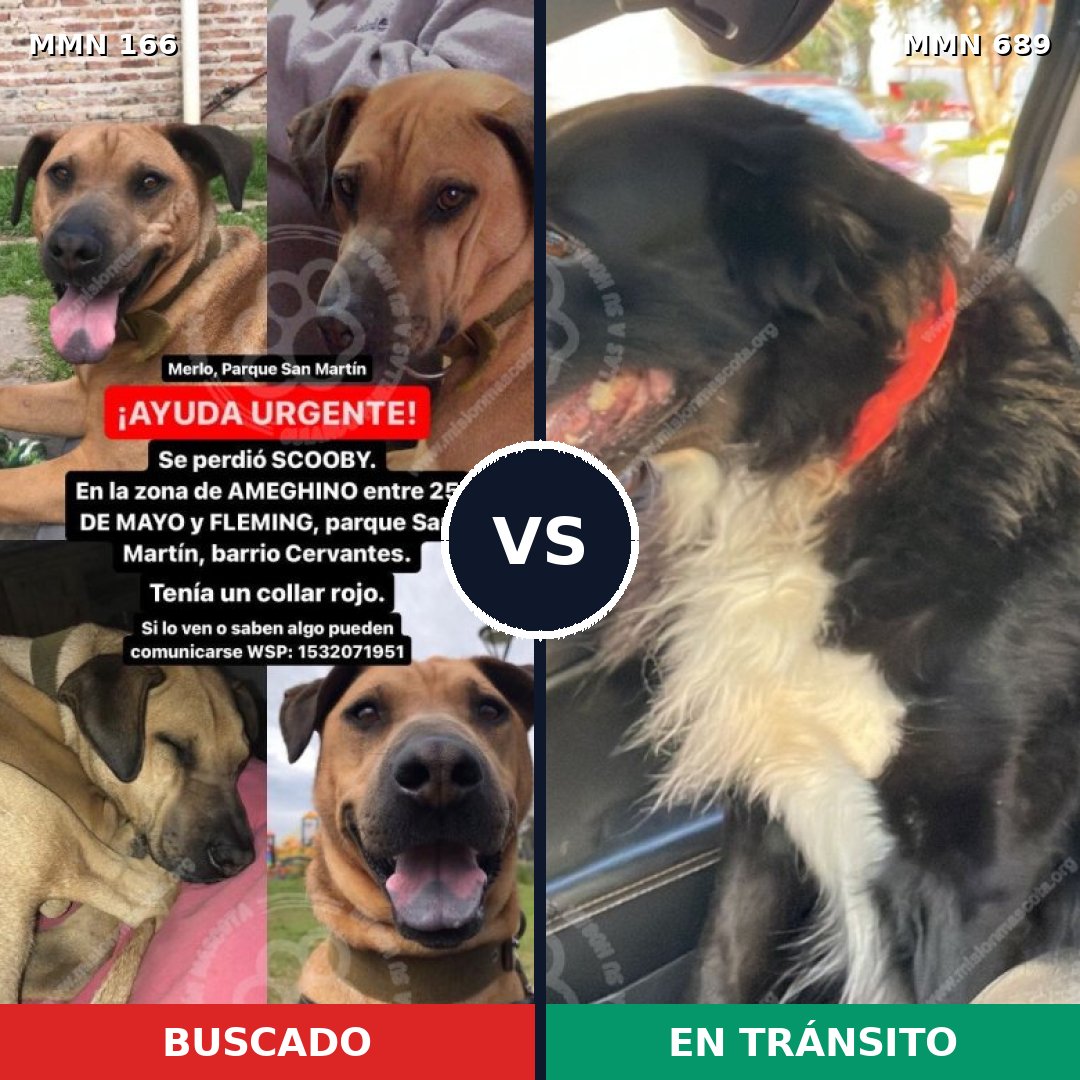 Comparativa MMS 9643: mascota perdida y mascota encontrada, 8% de similitud