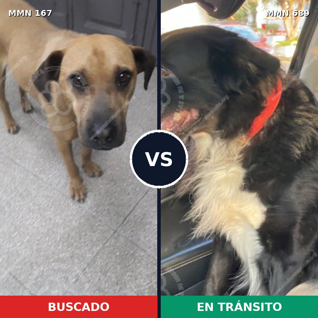 Comparativa MMS 9644: mascota perdida y mascota encontrada, 8% de similitud
