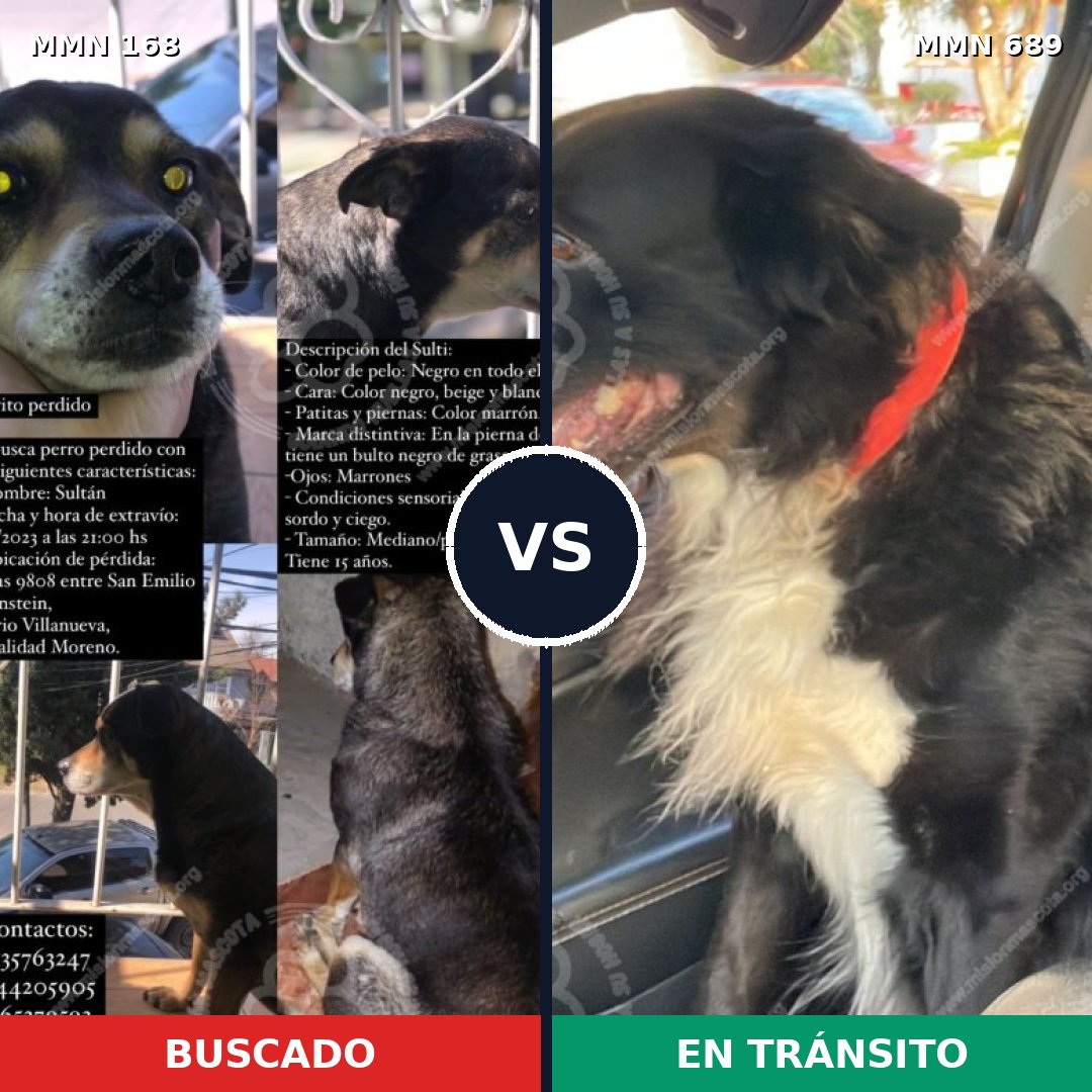 Comparativa MMS 9645: mascota perdida y mascota encontrada, 63% de similitud