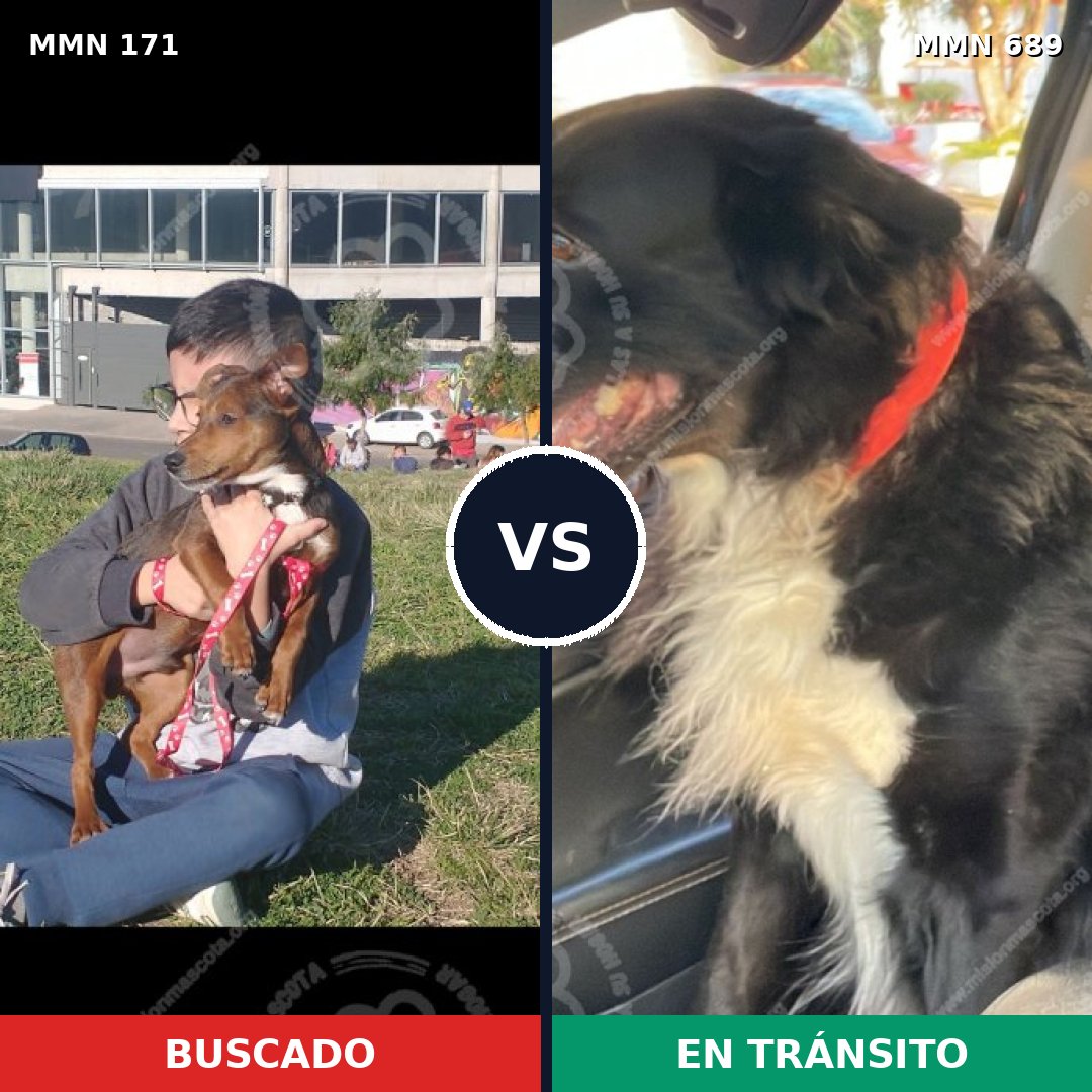 Comparativa MMS 9646: mascota perdida y mascota encontrada, 48% de similitud