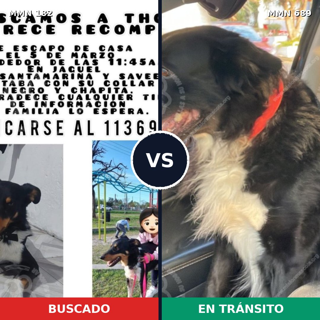 Comparativa MMS 9647: mascota perdida y mascota encontrada, 73% de similitud