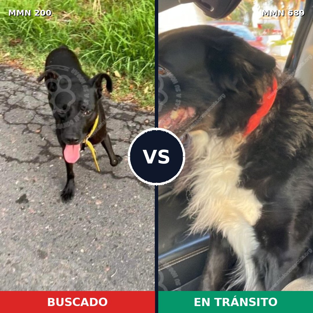 Comparativa MMS 9648: mascota perdida y mascota encontrada, 82% de similitud