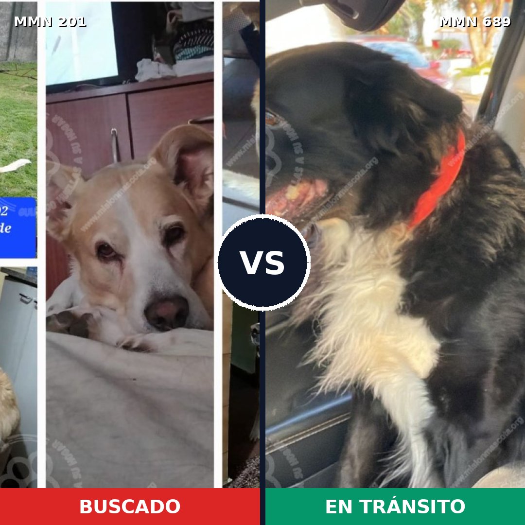 Comparativa MMS 9649: mascota perdida y mascota encontrada, 37% de similitud
