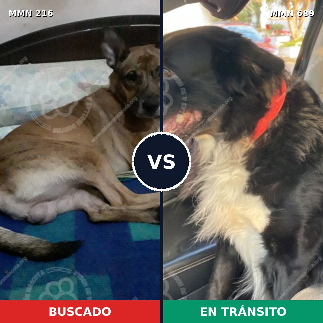 Comparativa MMS 9650: mascota perdida y mascota encontrada, 49% de similitud