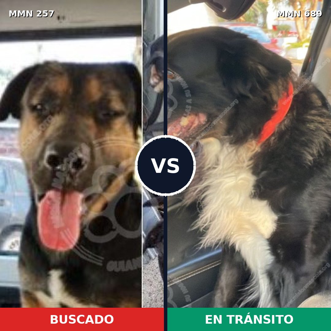 Comparativa MMS 9652: mascota perdida y mascota encontrada, 20% de similitud