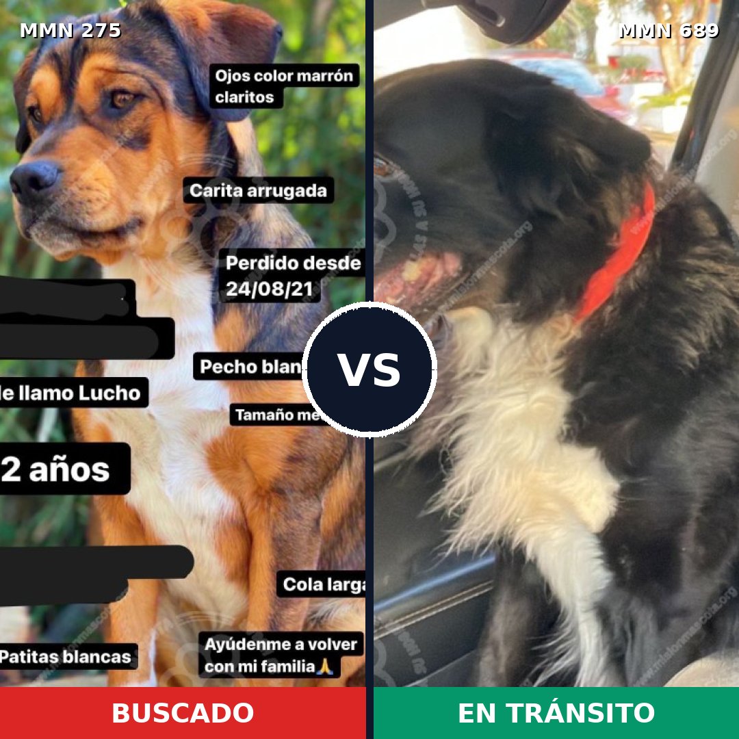 Comparativa MMS 9653: mascota perdida y mascota encontrada, 62% de similitud