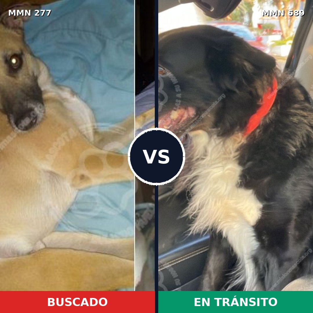 Comparativa MMS 9654: mascota perdida y mascota encontrada, 60% de similitud
