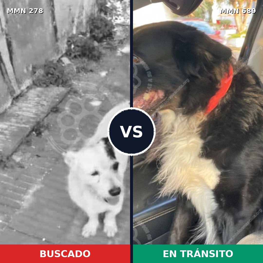 Comparativa MMS 9655: mascota perdida y mascota encontrada, 44% de similitud