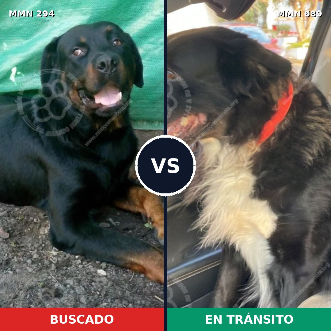 Comparativa MMS 9656: mascota perdida y mascota encontrada, 8% de similitud