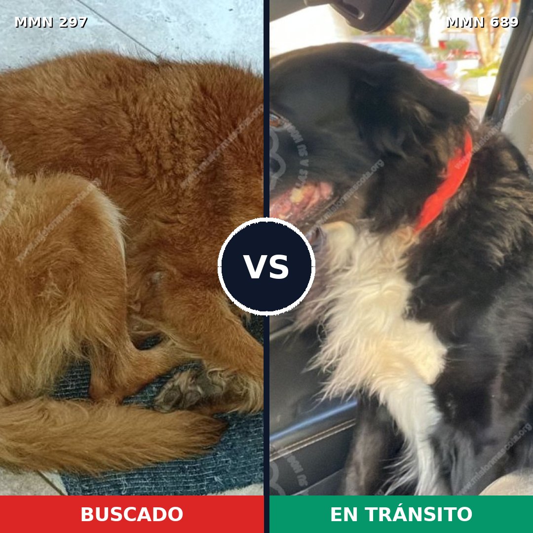 Comparativa MMS 9657: mascota perdida y mascota encontrada, 51% de similitud