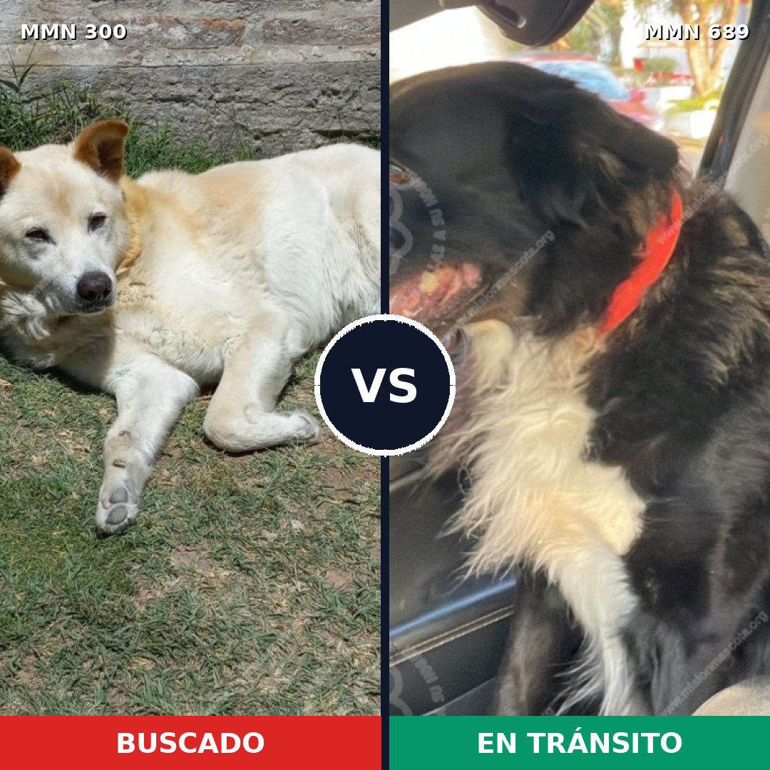 Comparativa MMS 9658: mascota perdida y mascota encontrada, 54% de similitud