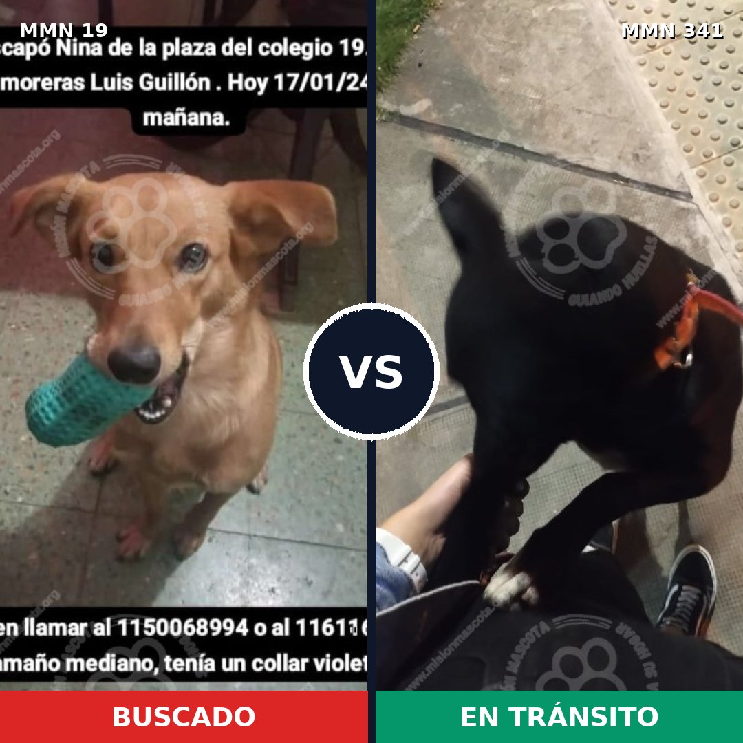 Comparativa MMS 966: mascota perdida y mascota encontrada, 71% de similitud