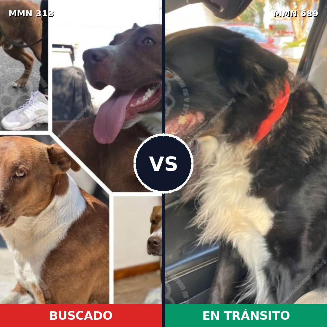Comparativa MMS 9660: mascota perdida y mascota encontrada, 59% de similitud