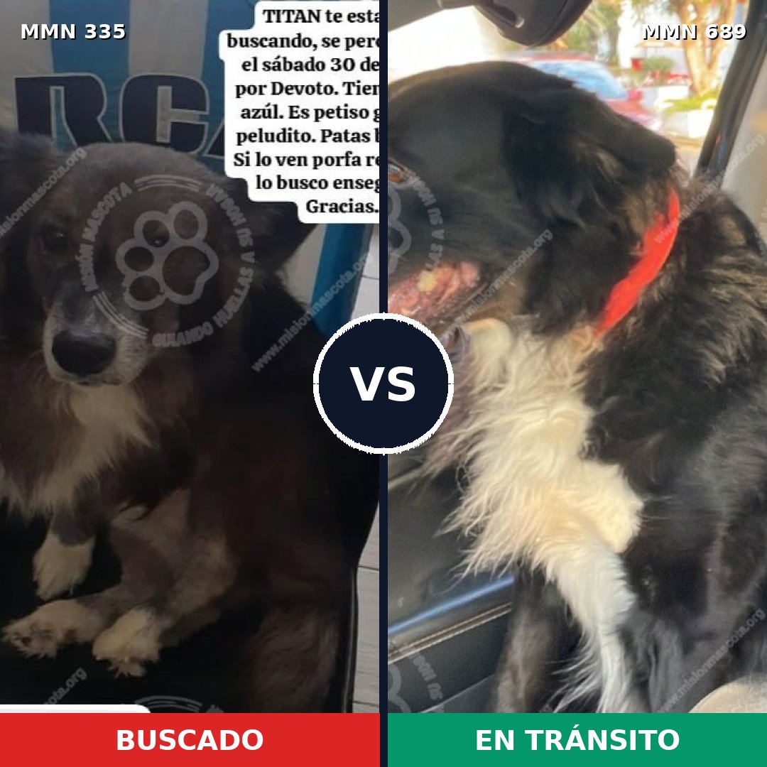 Comparativa MMS 9661: mascota perdida y mascota encontrada, 82% de similitud