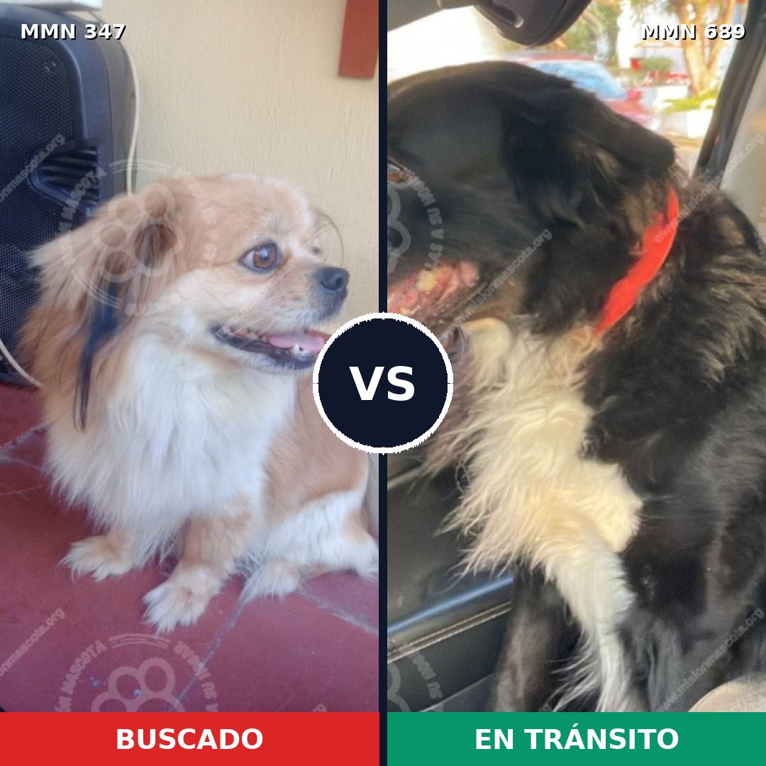 Comparativa MMS 9662: mascota perdida y mascota encontrada, 33% de similitud