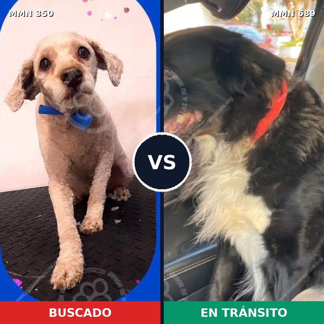 Comparativa MMS 9663: mascota perdida y mascota encontrada, 43% de similitud