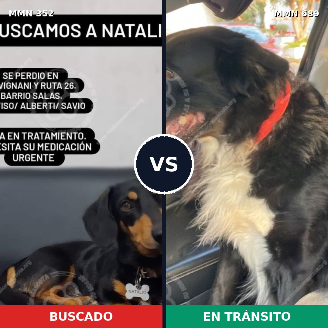 Comparativa MMS 9664: mascota perdida y mascota encontrada, 27% de similitud