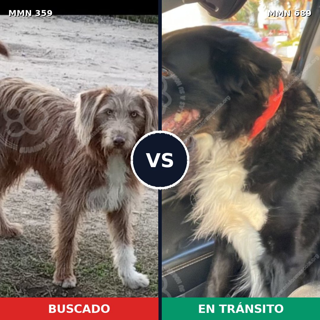 Comparativa MMS 9666: mascota perdida y mascota encontrada, 34% de similitud