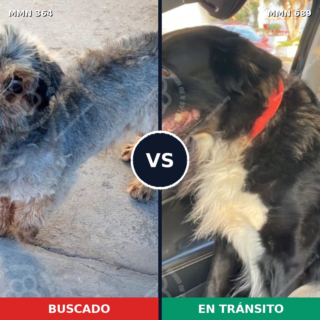 Comparativa MMS 9667: mascota perdida y mascota encontrada, 32% de similitud
