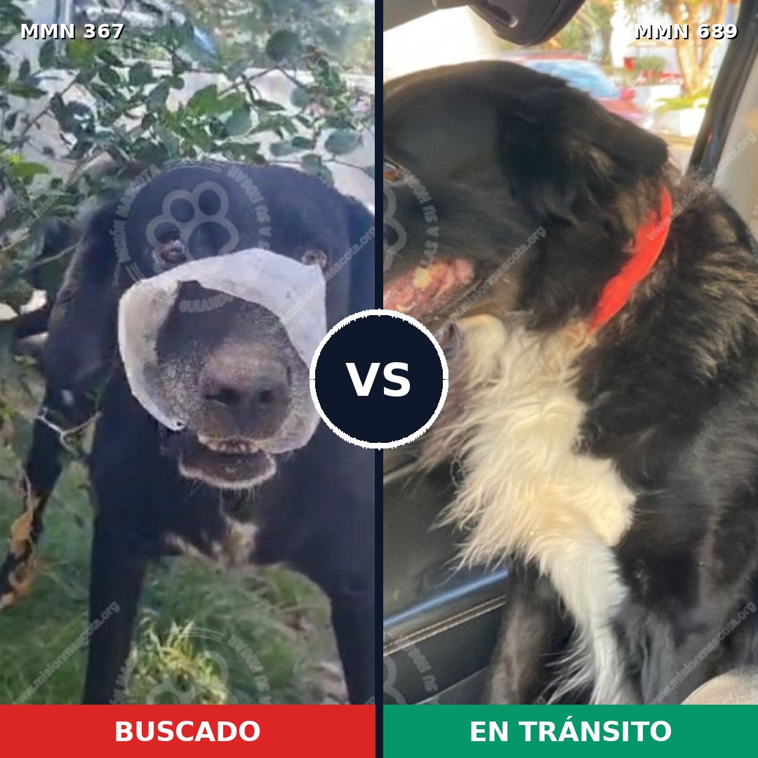 Comparativa MMS 9668: mascota perdida y mascota encontrada, 95% de similitud