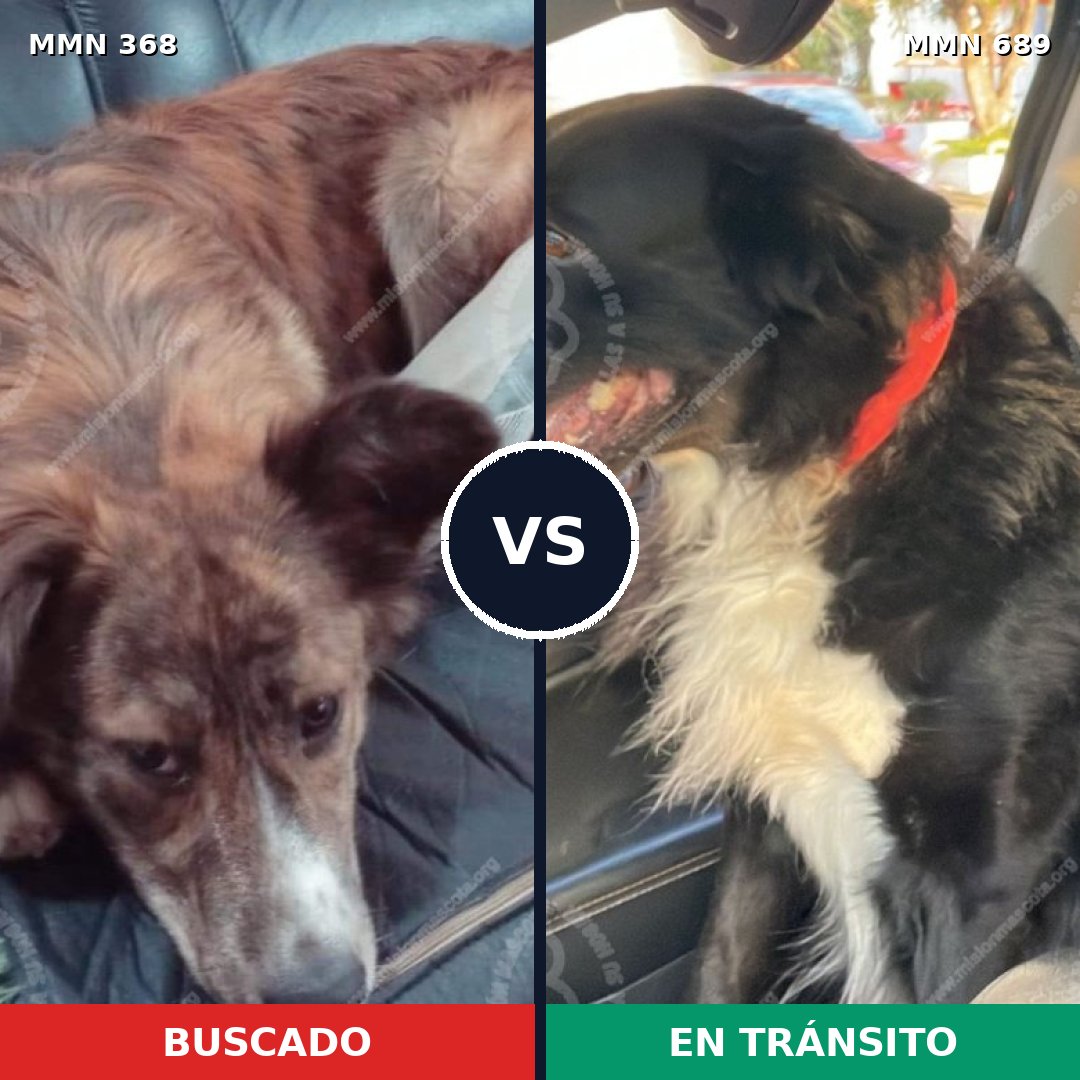 Comparativa MMS 9669: mascota perdida y mascota encontrada, 62% de similitud