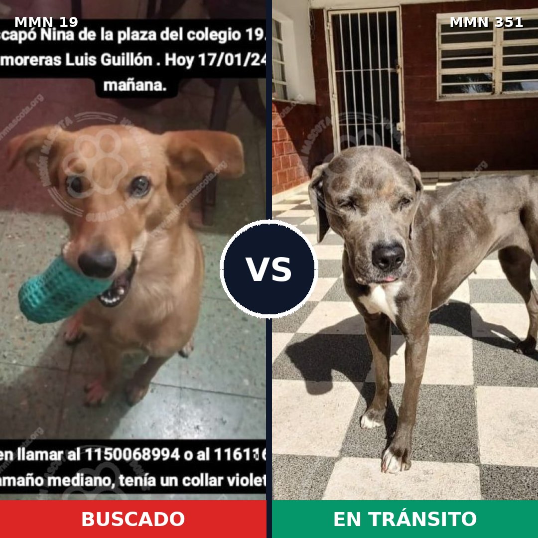 Comparativa MMS 967: mascota perdida y mascota encontrada, 57% de similitud