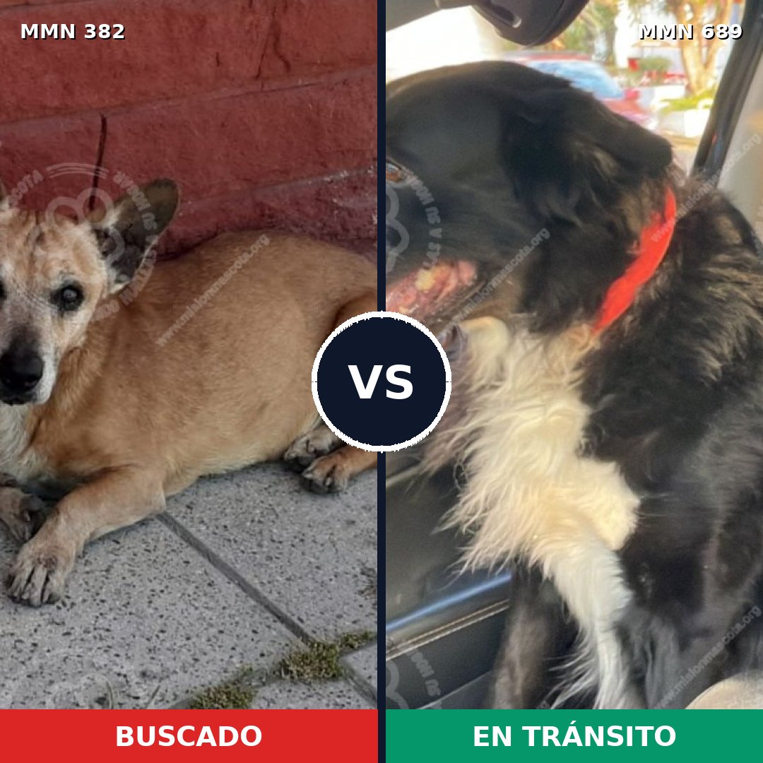 Comparativa MMS 9670: mascota perdida y mascota encontrada, 73% de similitud
