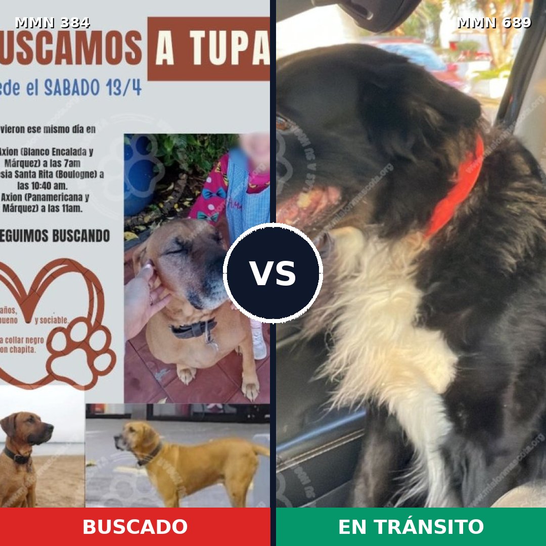 Comparativa MMS 9671: mascota perdida y mascota encontrada, 33% de similitud