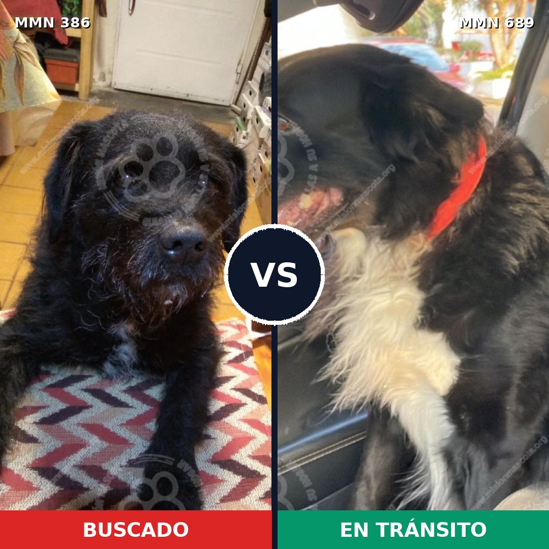 Comparativa MMS 9672: mascota perdida y mascota encontrada, 66% de similitud