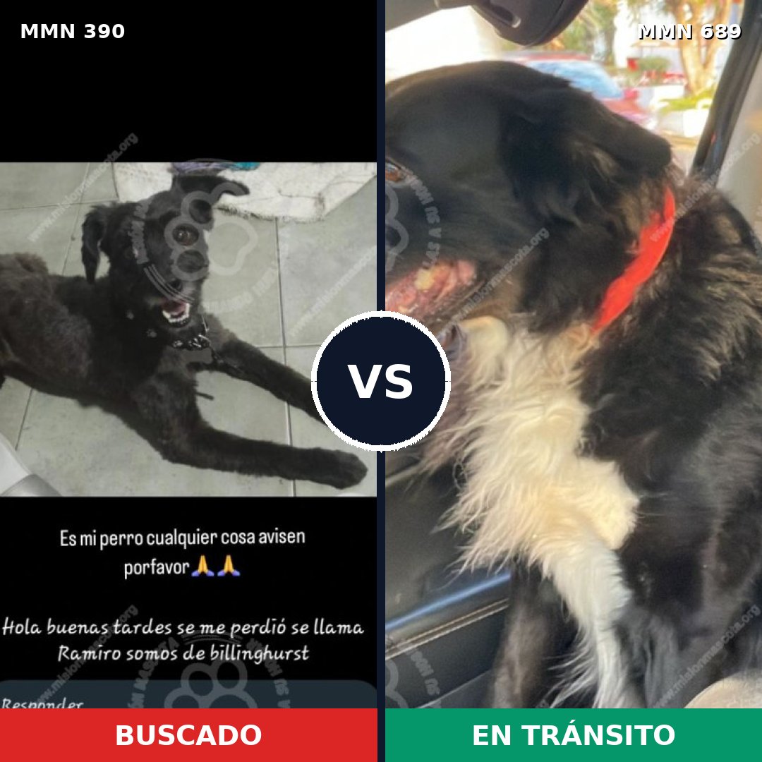 Comparativa MMS 9673: mascota perdida y mascota encontrada, 50% de similitud