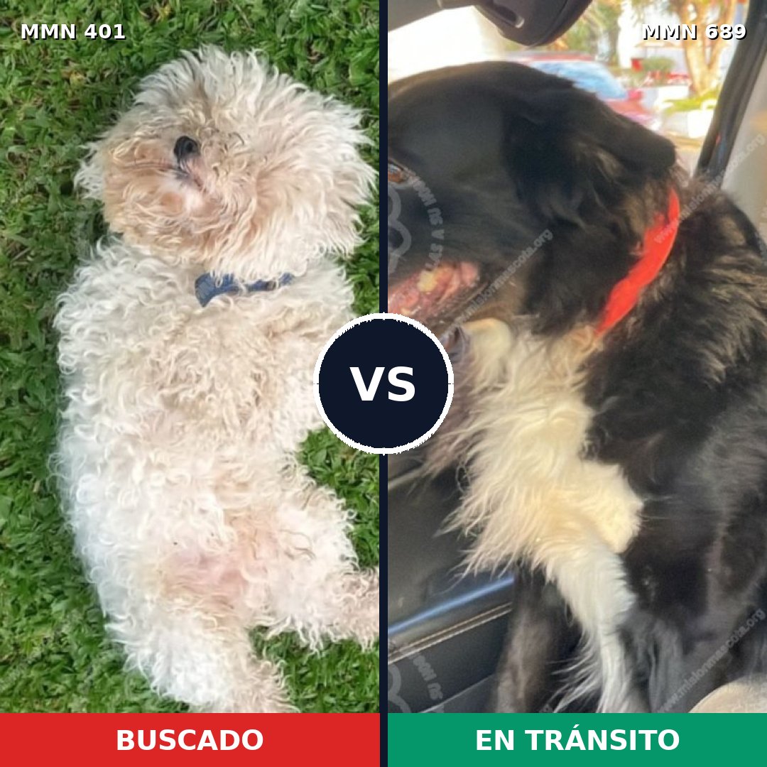 Comparativa MMS 9674: mascota perdida y mascota encontrada, 24% de similitud