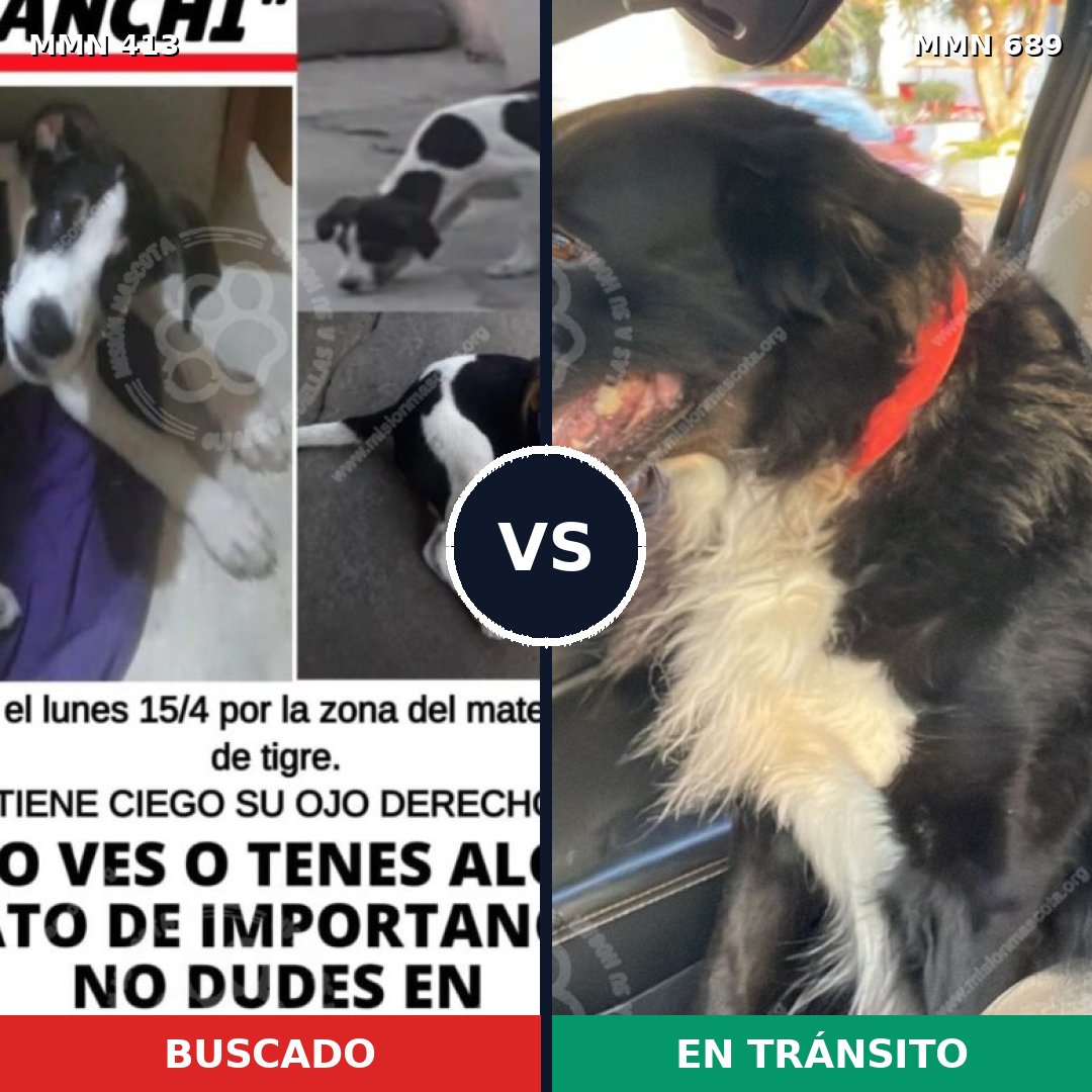 Comparativa MMS 9676: mascota perdida y mascota encontrada, 42% de similitud