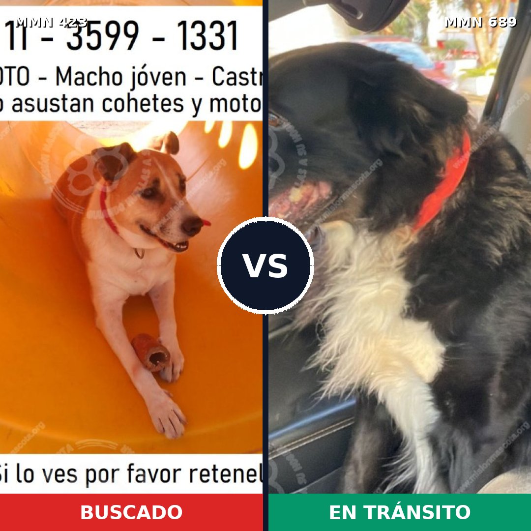 Comparativa MMS 9677: mascota perdida y mascota encontrada, 56% de similitud