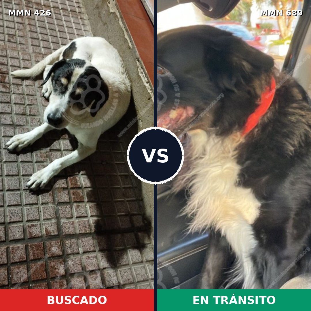 Comparativa MMS 9678: mascota perdida y mascota encontrada, 79% de similitud