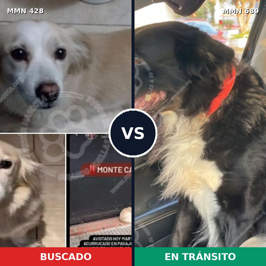 Comparativa MMS 9679: mascota perdida y mascota encontrada, 77% de similitud