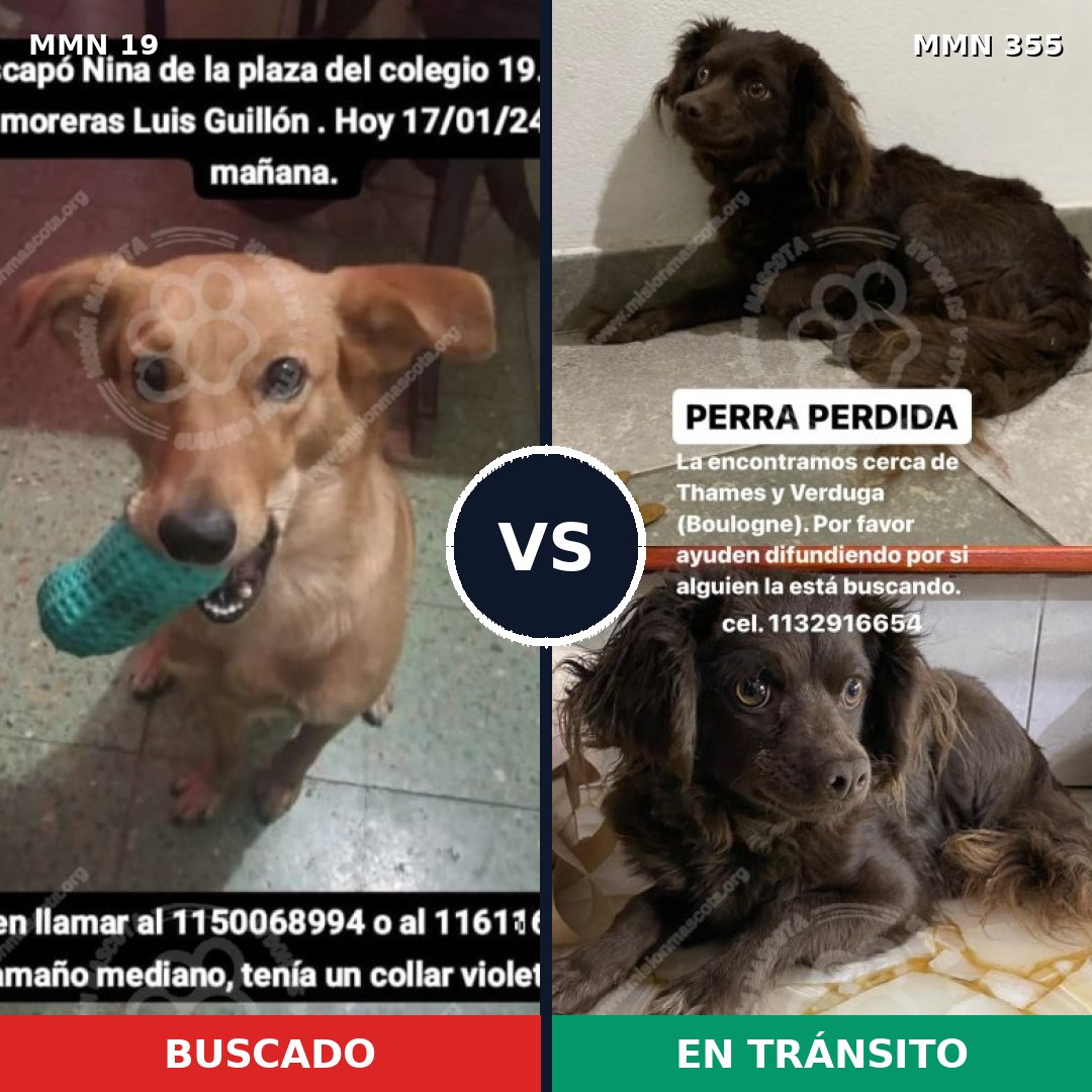 Comparativa MMS 968: mascota perdida y mascota encontrada, 67% de similitud