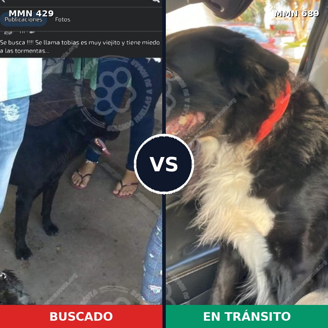 Comparativa MMS 9680: mascota perdida y mascota encontrada, 76% de similitud
