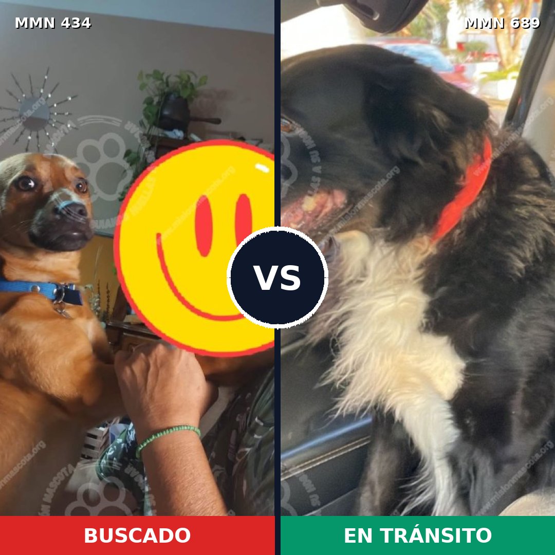 Comparativa MMS 9681: mascota perdida y mascota encontrada, 74% de similitud