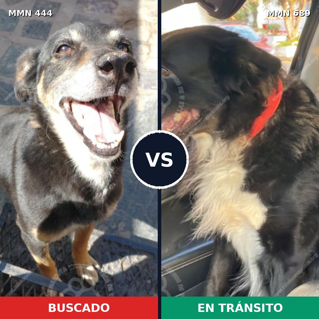 Comparativa MMS 9682: mascota perdida y mascota encontrada, 39% de similitud