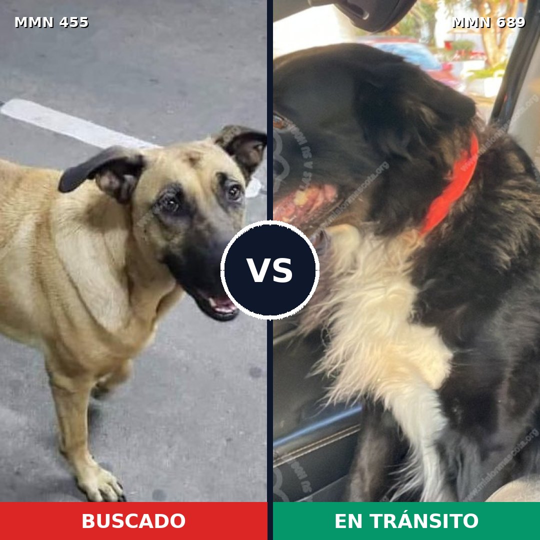 Comparativa MMS 9683: mascota perdida y mascota encontrada, 57% de similitud