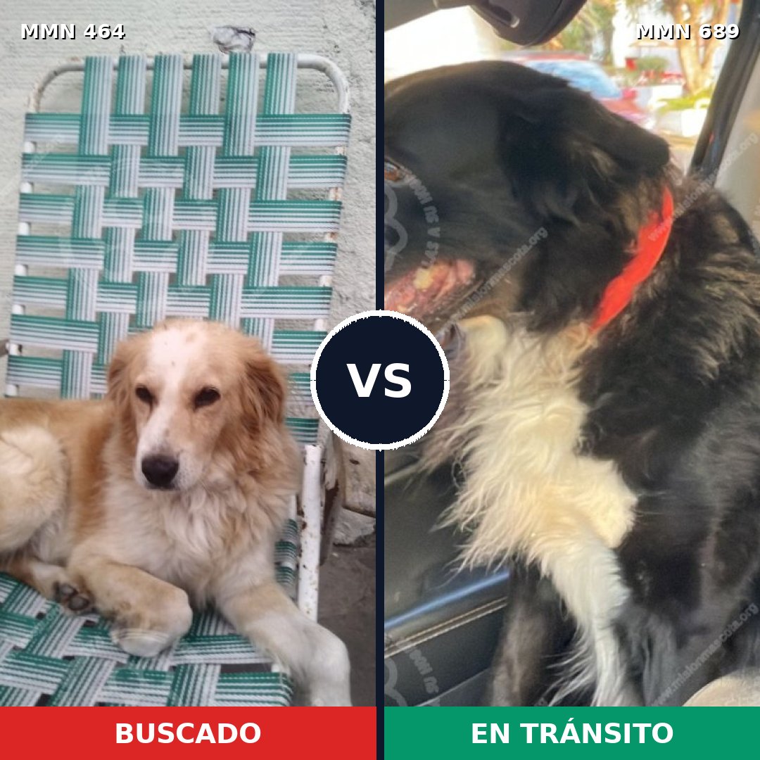 Comparativa MMS 9687: mascota perdida y mascota encontrada, 63% de similitud