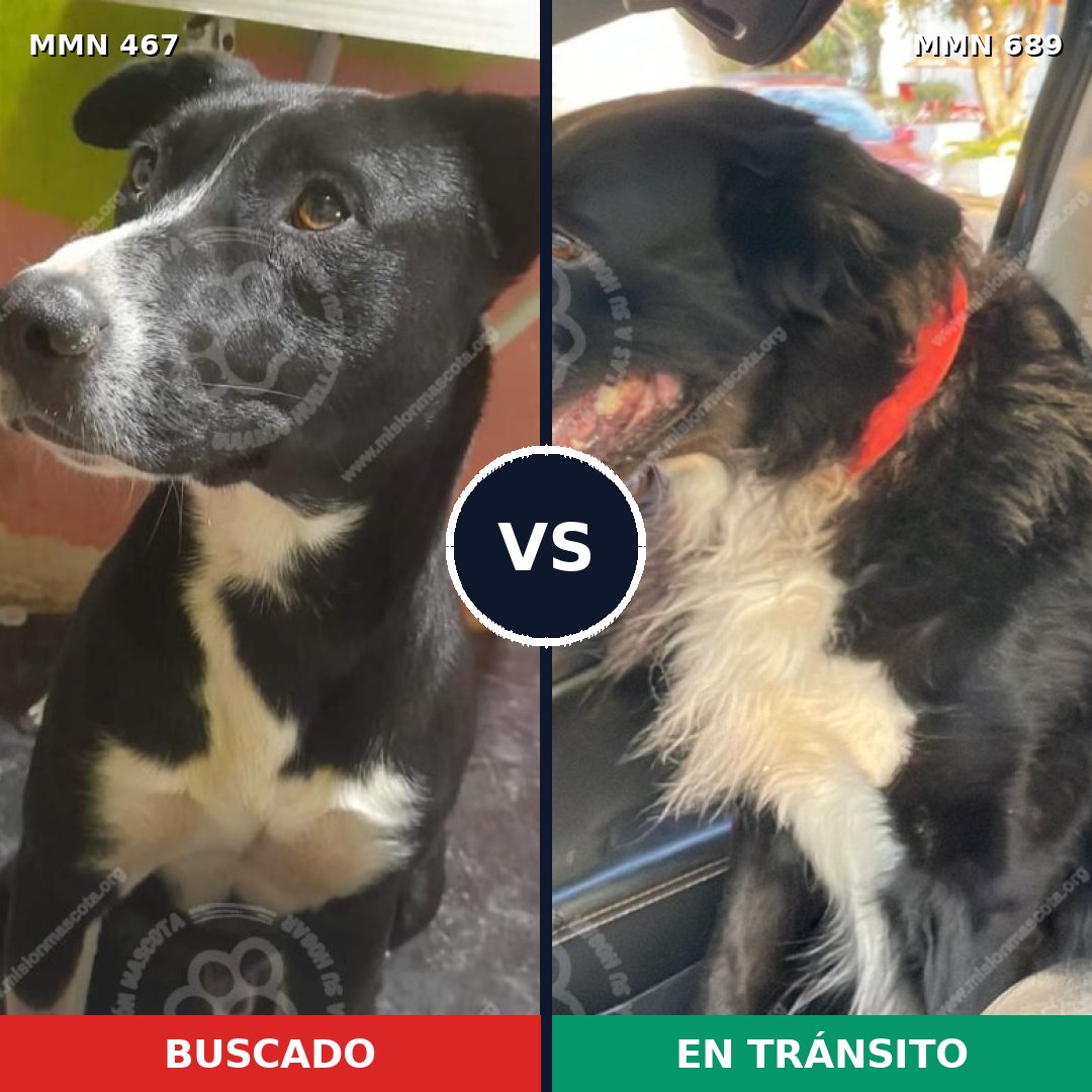 Comparativa MMS 9688: mascota perdida y mascota encontrada, 96% de similitud