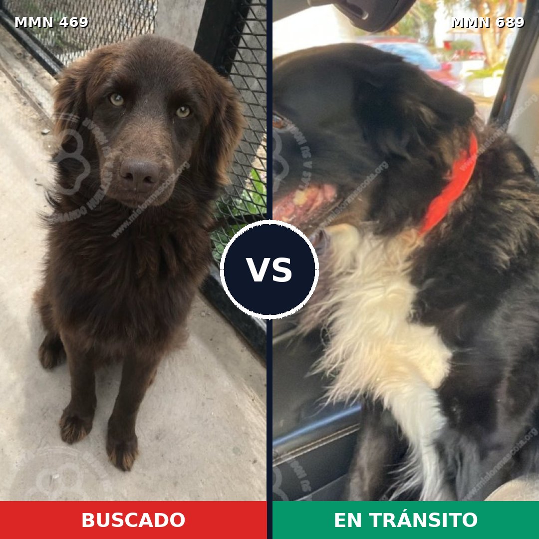 Comparativa MMS 9689: mascota perdida y mascota encontrada, 44% de similitud