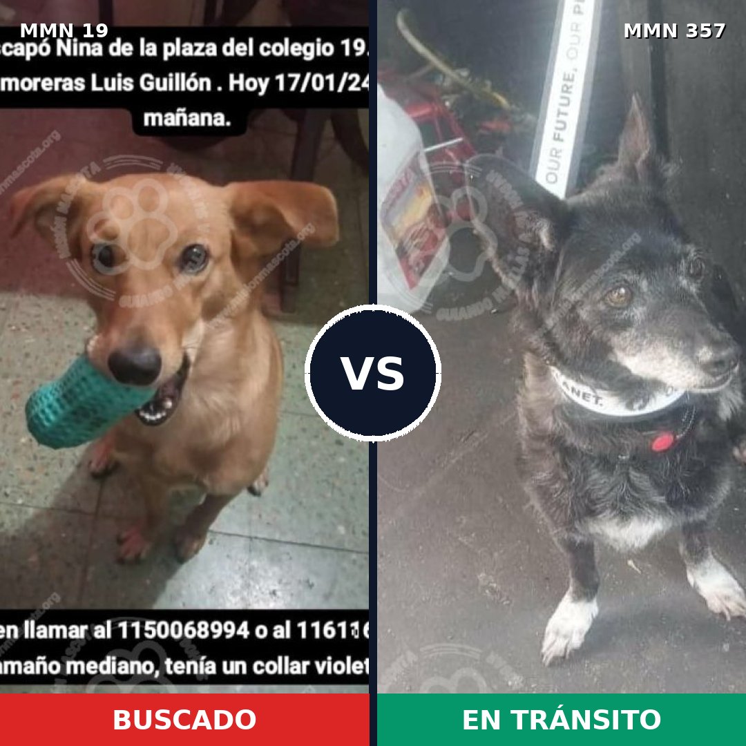Comparativa MMS 969: mascota perdida y mascota encontrada, 69% de similitud