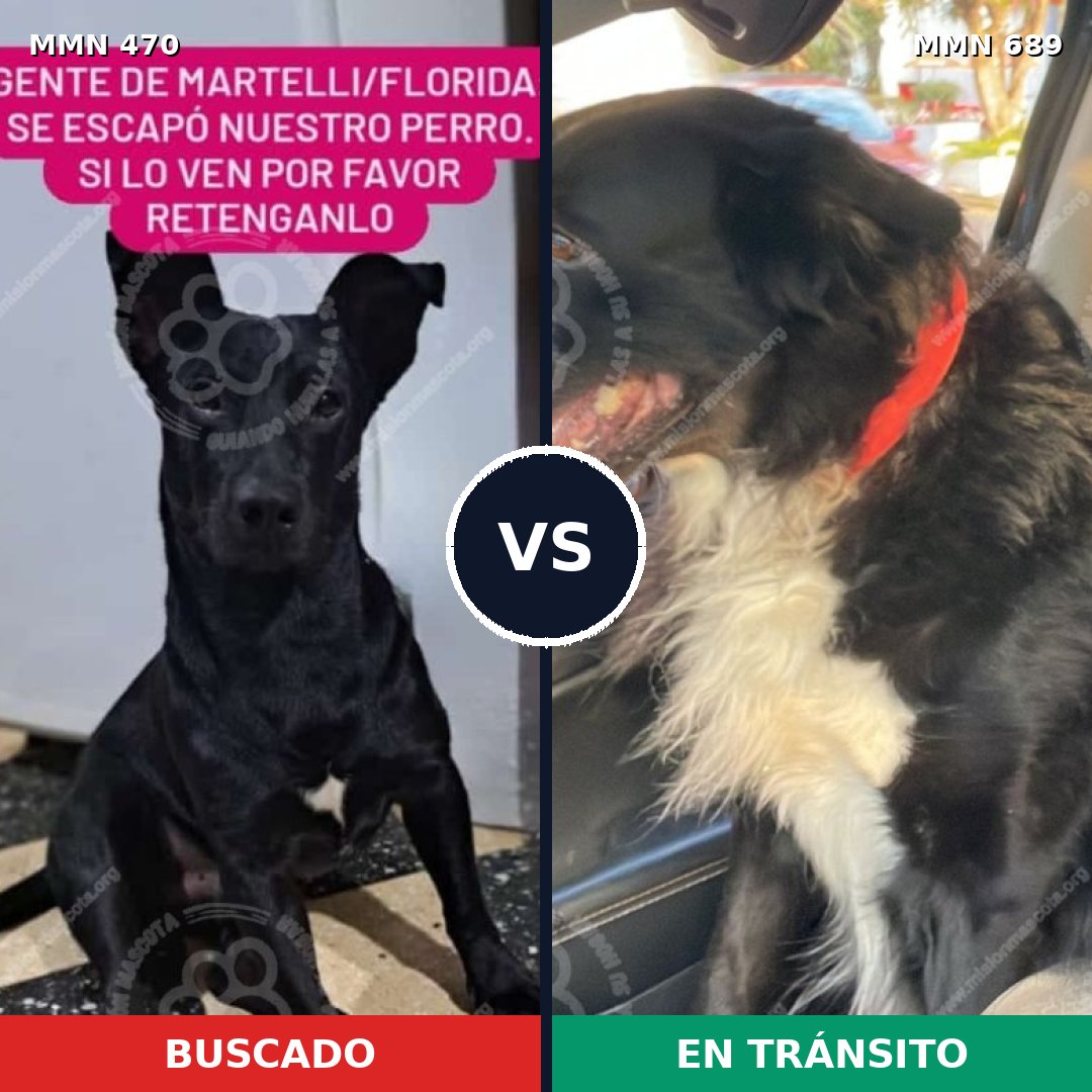 Comparativa MMS 9690: mascota perdida y mascota encontrada, 96% de similitud