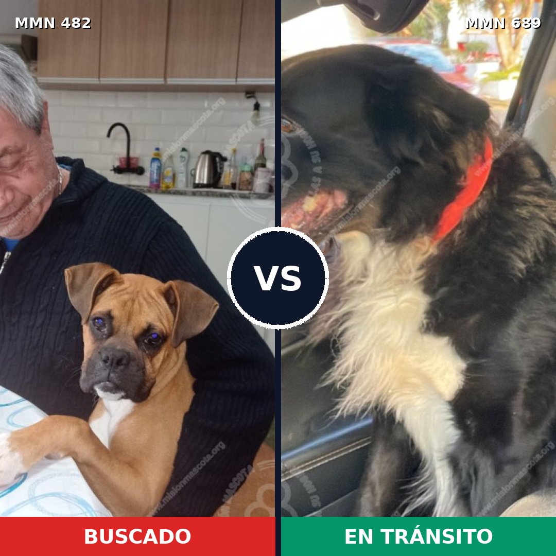 Comparativa MMS 9694: mascota perdida y mascota encontrada, 37% de similitud