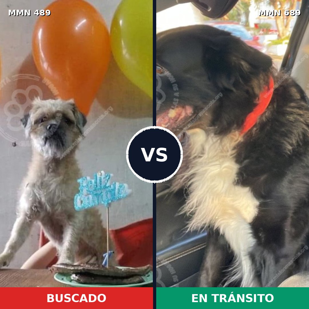 Comparativa MMS 9696: mascota perdida y mascota encontrada, 76% de similitud