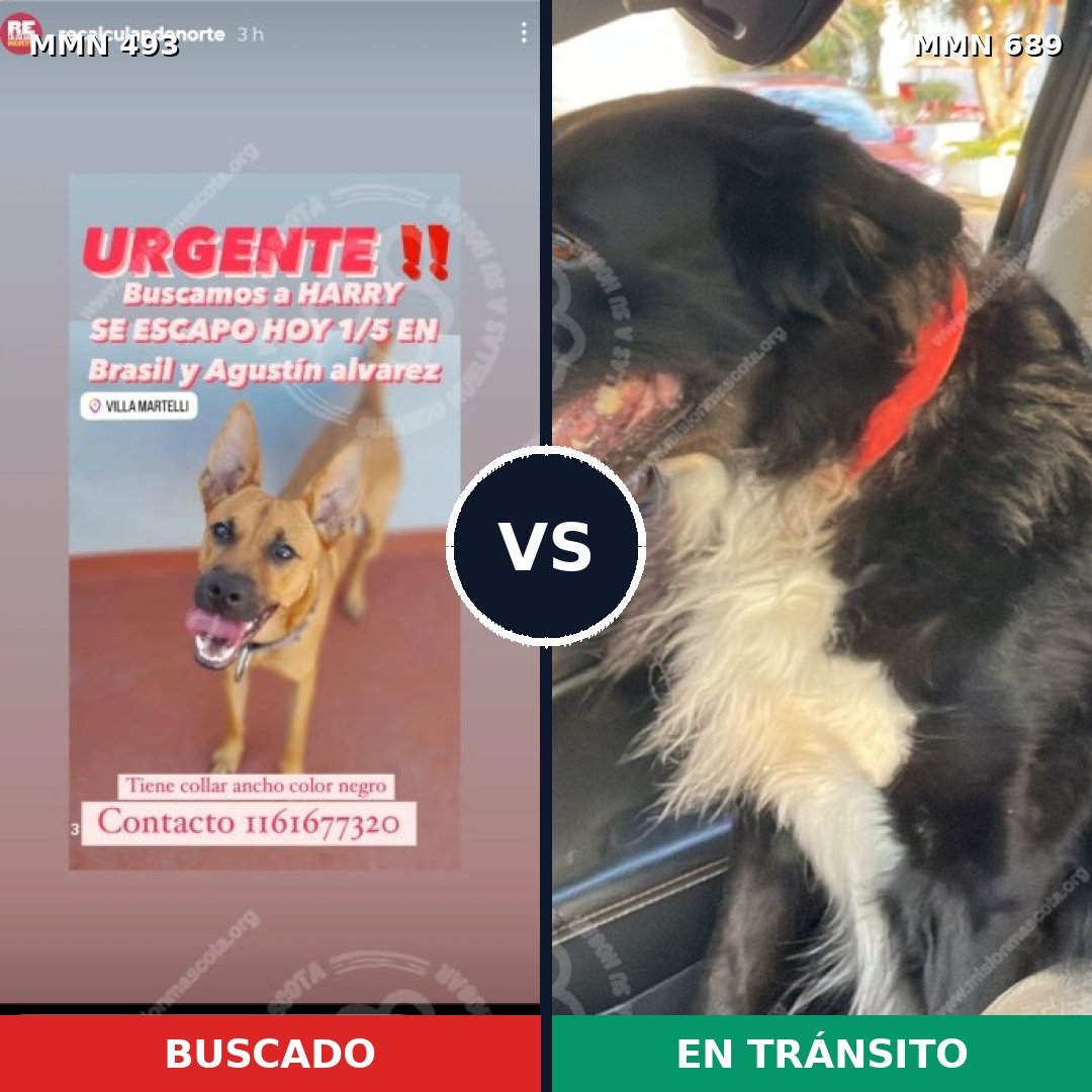 Comparativa MMS 9698: mascota perdida y mascota encontrada, 46% de similitud