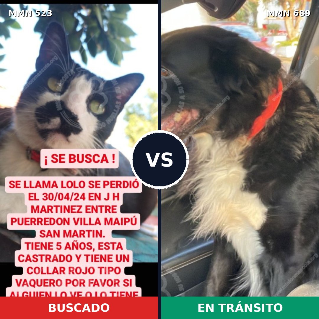 Comparativa MMS 9699: mascota perdida y mascota encontrada, 0% de similitud