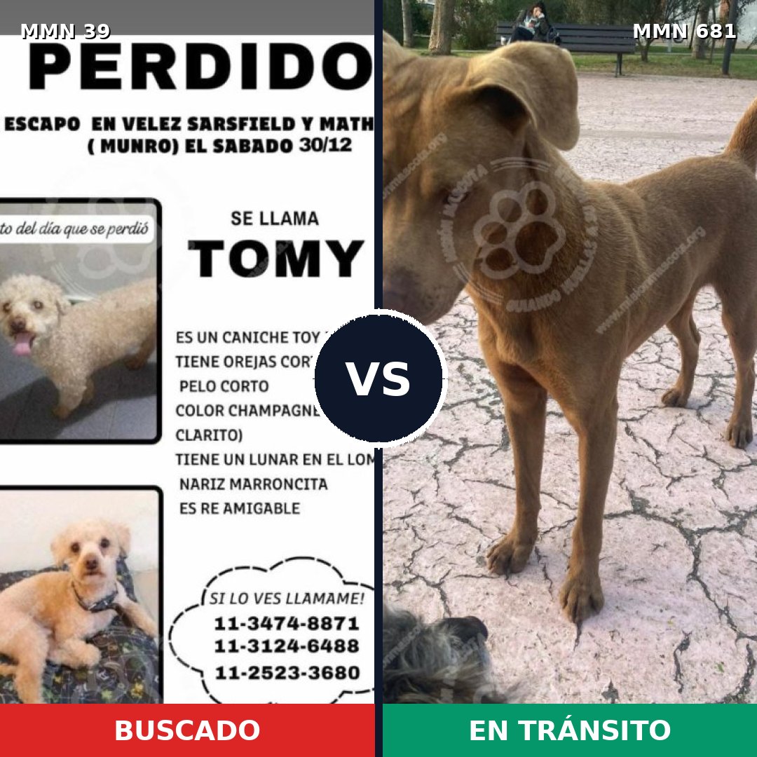 Comparativa MMS 97: mascota perdida y mascota encontrada, 24% de similitud
